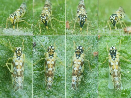 Eupteryx andalusiaca